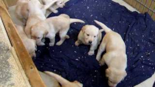 Maggies pups 4 weeks old May 7 2010 001.AVI