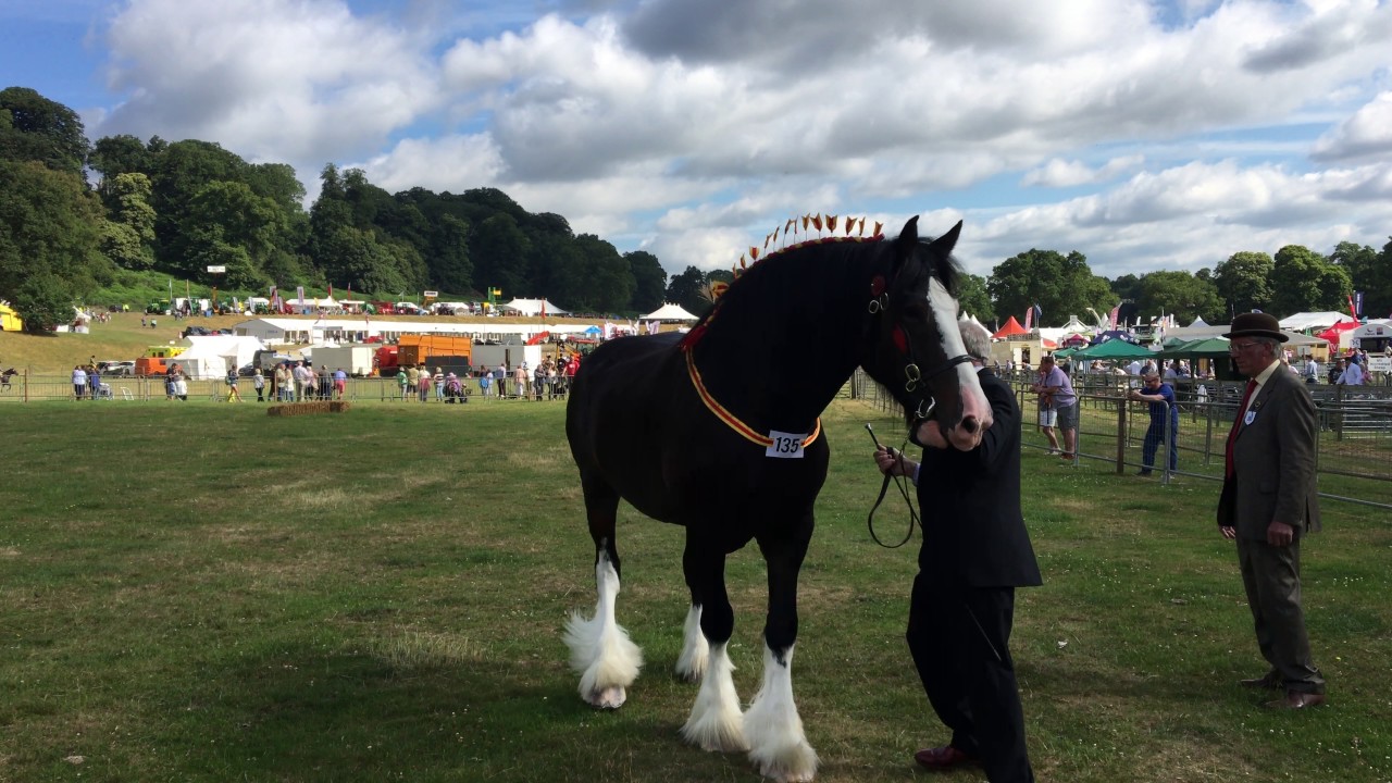 MOORE'S GAY GEORGE 1st At Newport Show 2017