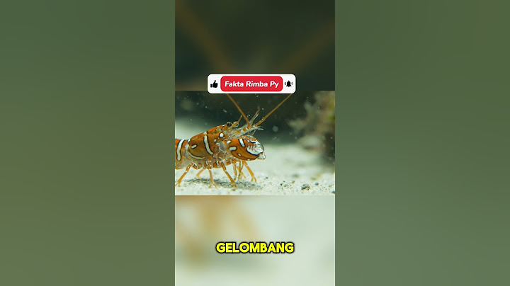UDANG INI BISA MEMBUNUH CUMA DENGAN SUARA #faktaunik
