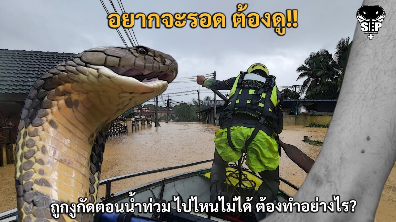 SEP EP.38 อยากรอดต้องดู!! ถูกงูกัดตอนนำท่วม ไปไหนไม่ได้ ต้องทำอย่างไร?