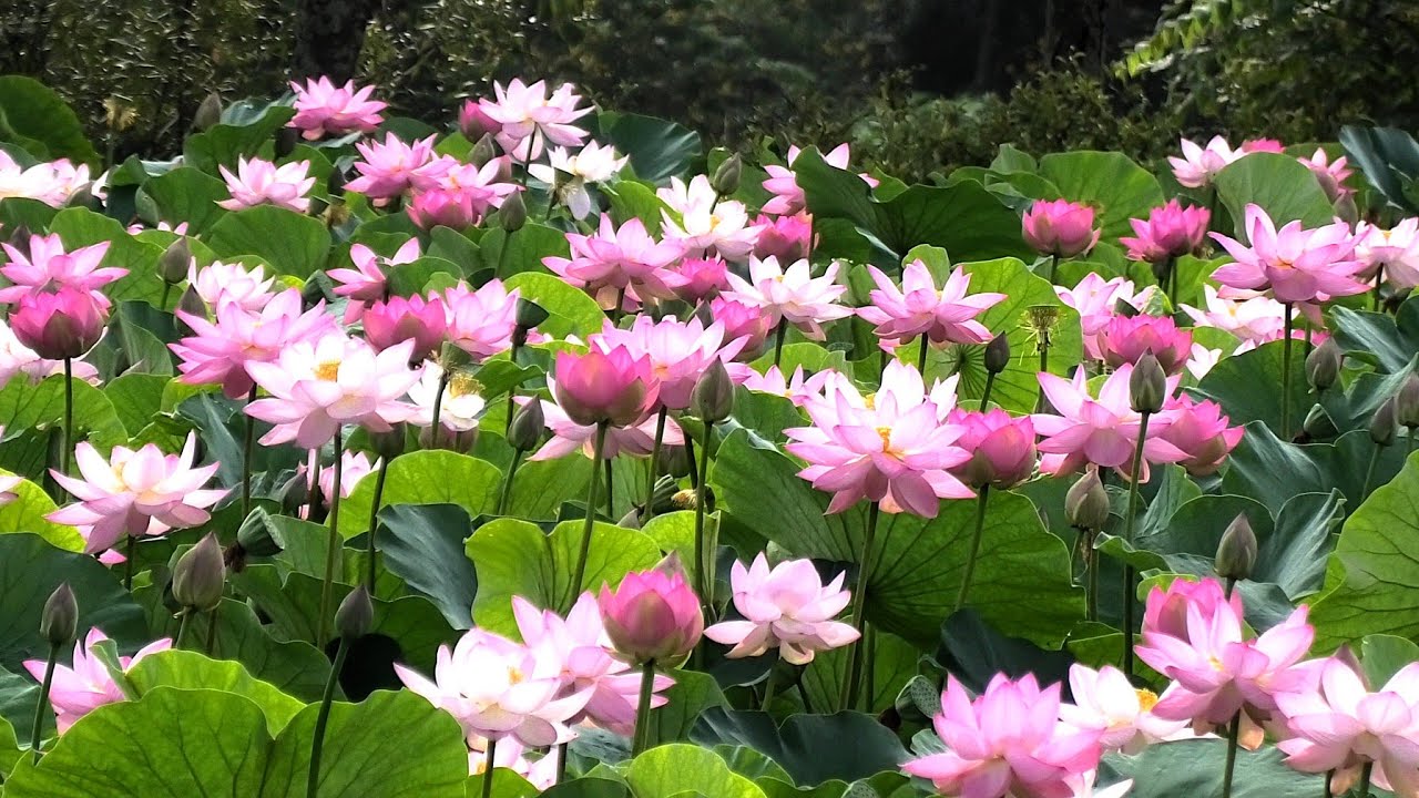 鶴の湯温泉のハス　まんかいだ～