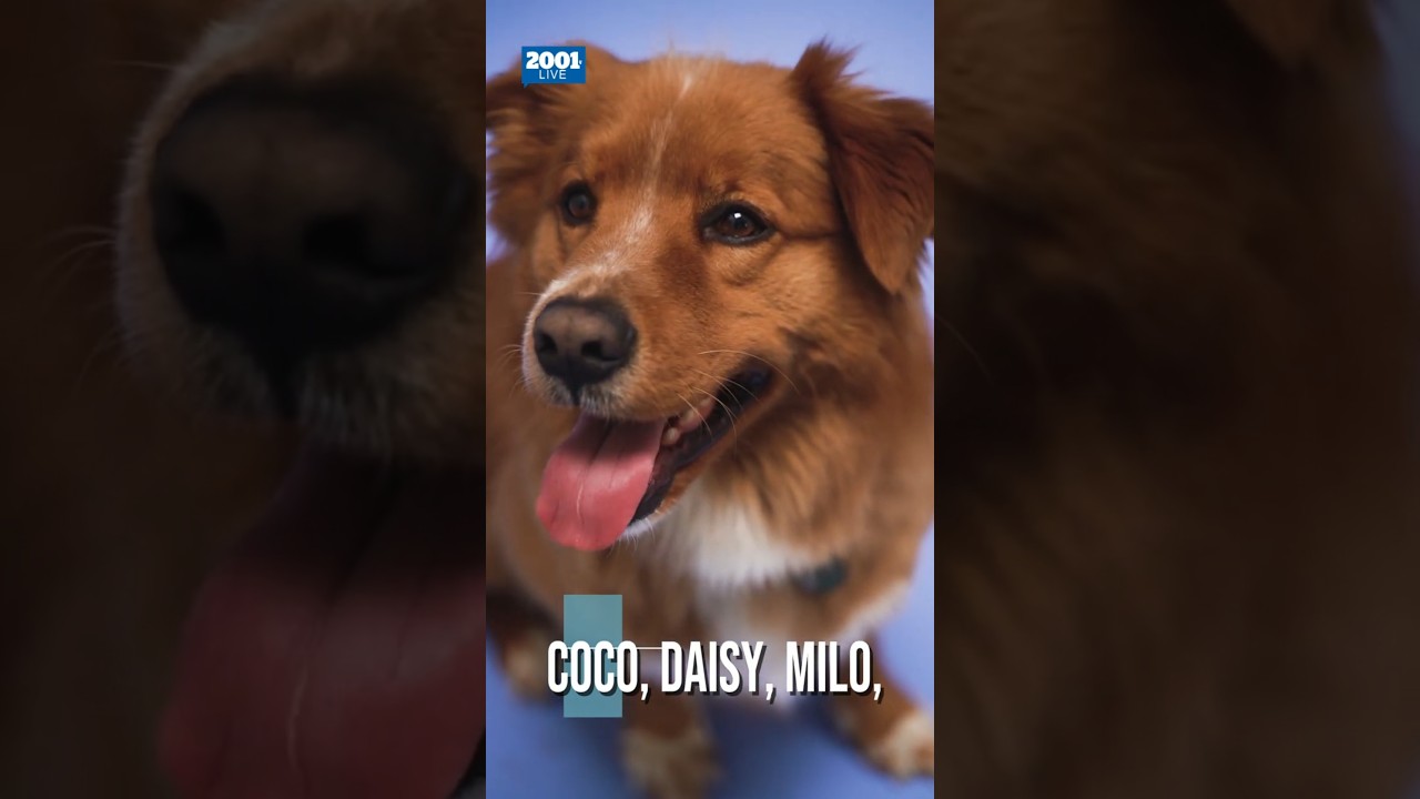¿Cuáles son los diez nombres de perro más utilizados en EEUU?