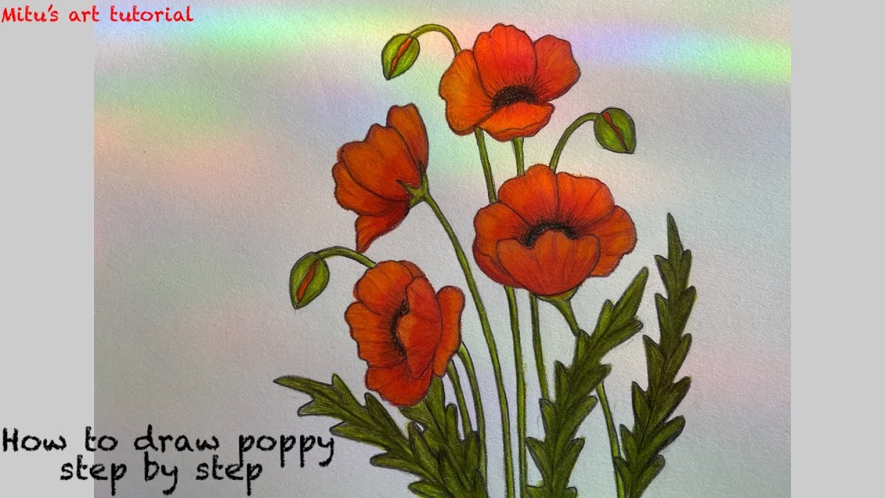 How to draw poppy step by step || poppy drawing easy || poppy flower ...