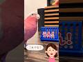 会話ができるオウム！五目並べに挑戦！【おしゃべりモモイロインコの春ちゃん】