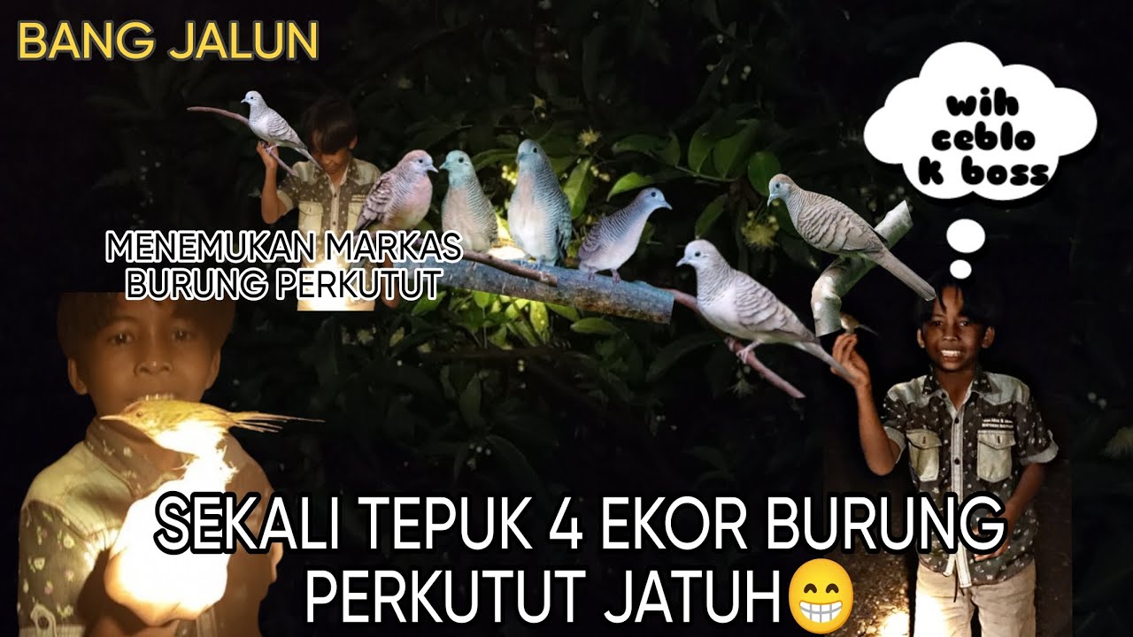 MIKAT burung perkutut lokal 