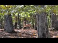 Walk through the woods in fall-a moment of quiet in nature.
