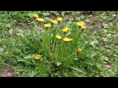 Video: Nakakain Na Mga Bulaklak At Herb: Mga Pinggan Ng Dandelion