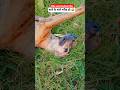🐕koi bhi like नहीं karta यार dog video #dog #doglife #memes #dailyvlog
