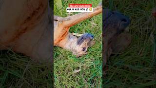🐕koi bhi like नहीं karta यार dog video #dog #doglife #memes #dailyvlog