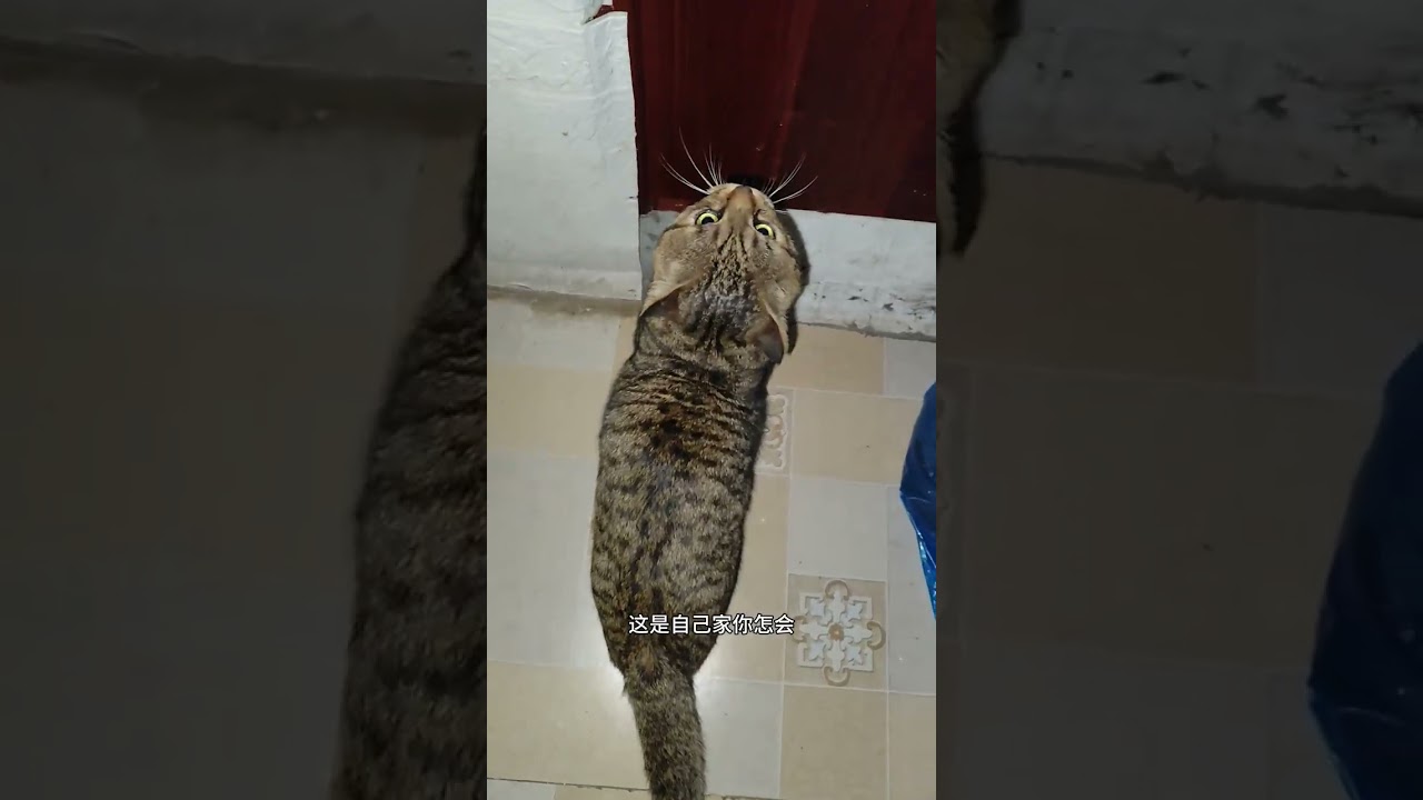 Little Douzi's Top Floor Encounter with the Blue Cat