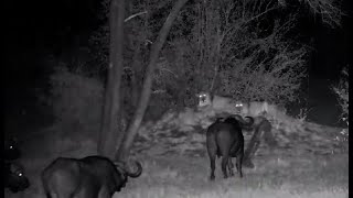 Nkorho Bush Lodge cam ~ Buffalos vs  Lions August22, 2022