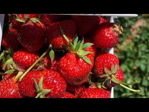 Strawberry Picking | Brampton | Travel Ontario