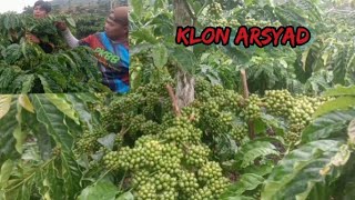 MAANFAAT SAMBUNG ULANG MULTI KLON