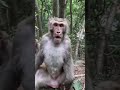 Never trust a monkey! 🚫🐒