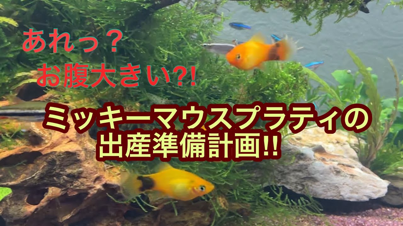 ミッキーマウスプラティの出産準備計画 Youtube