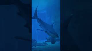 Scariest Ocean Secrets 2025: Barmuda Triangle #facts #hindi #Trendingvideos #ocean