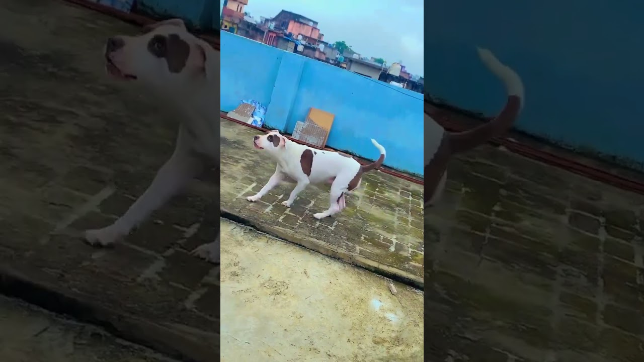 Roxy❤️&zwj;🔥 #dog #doglife #doglove #dogshorts #loyal #dogshorts #shortsfeed #trending #viral #pitbull