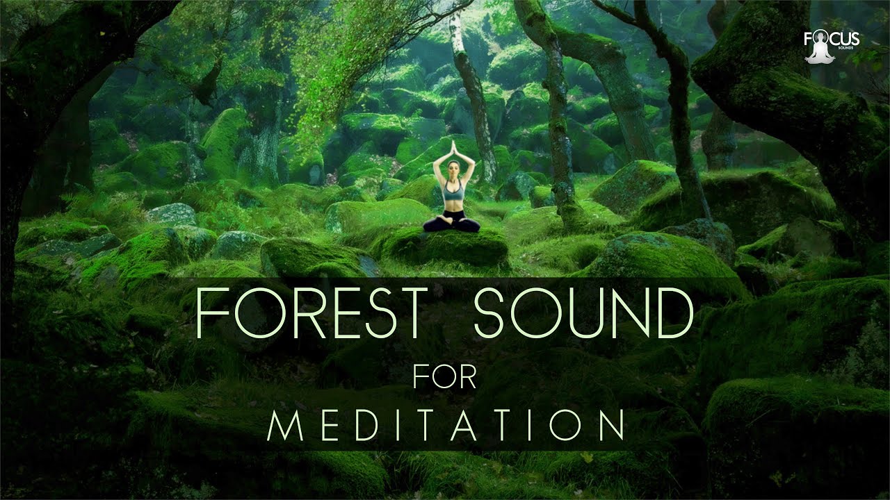 Forest Sounds For Meditation | Forest Birdsong | Relaxing Nature Sounds ...