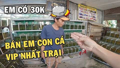 Ông Chủ Trại Cá Betta Gặp Thánh Xàm Đi Mua Cá Với 30K VND | Hiền Betta