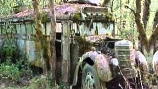 Sycamore Tree - Lady Saw.