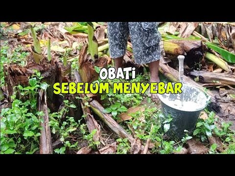 Video: Masalah Umum Dengan Pohon Sycamore: Pelajari Tentang Hama dan Penyakit Pohon Sycamore