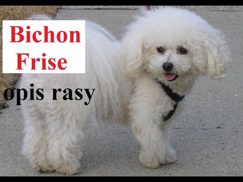 Wideo: Bichon Frisé Pies Rasa Hipoalergiczny, Zdrowie I Długość Życia