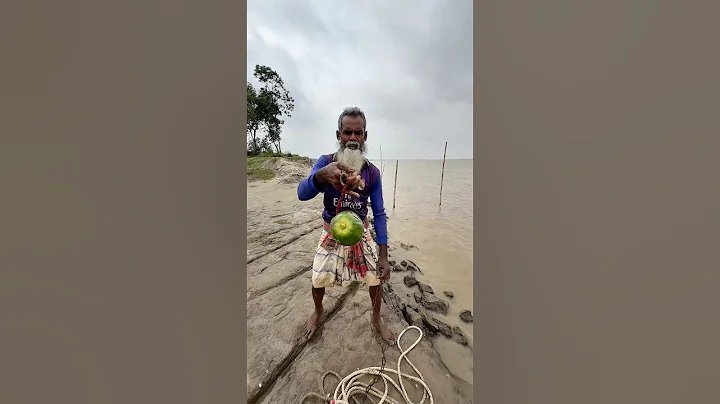 3kg full papaya bait throwing for Shark catching in river #fishing #fishinglife #hook