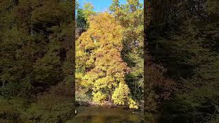 Германия 🍁 🍂  #reels  #travel #shorts #германия  #deutschland  #европа  #germany #сегодня  #природа