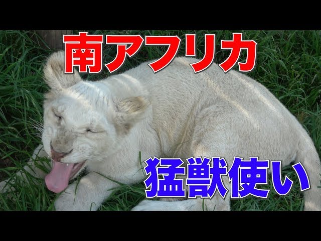 世界一周】南アフリカの猛獣使いに会いに行く。ライオンとの