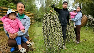 Harvest fruit with your husband to sell - Gardening, planting, and cooking together