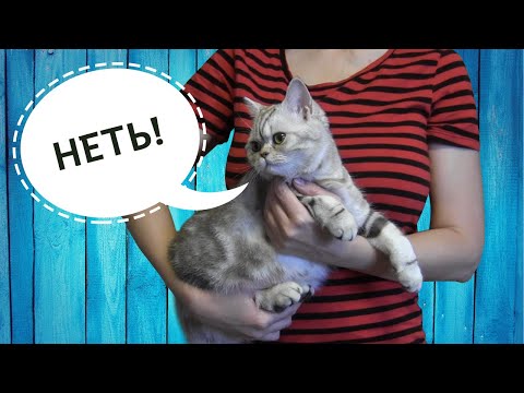 Британские кошки не сидят на руках?