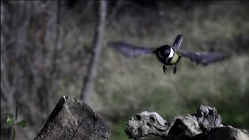 Reference Storyboard