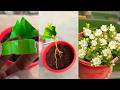 How To Grow Mogra Jasmine Plant From Cuttings | Mogra | Jasmine flower plant from cutting