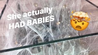 Mama tarantula RELEASED BABIES !!! You did good, desperate Papa.