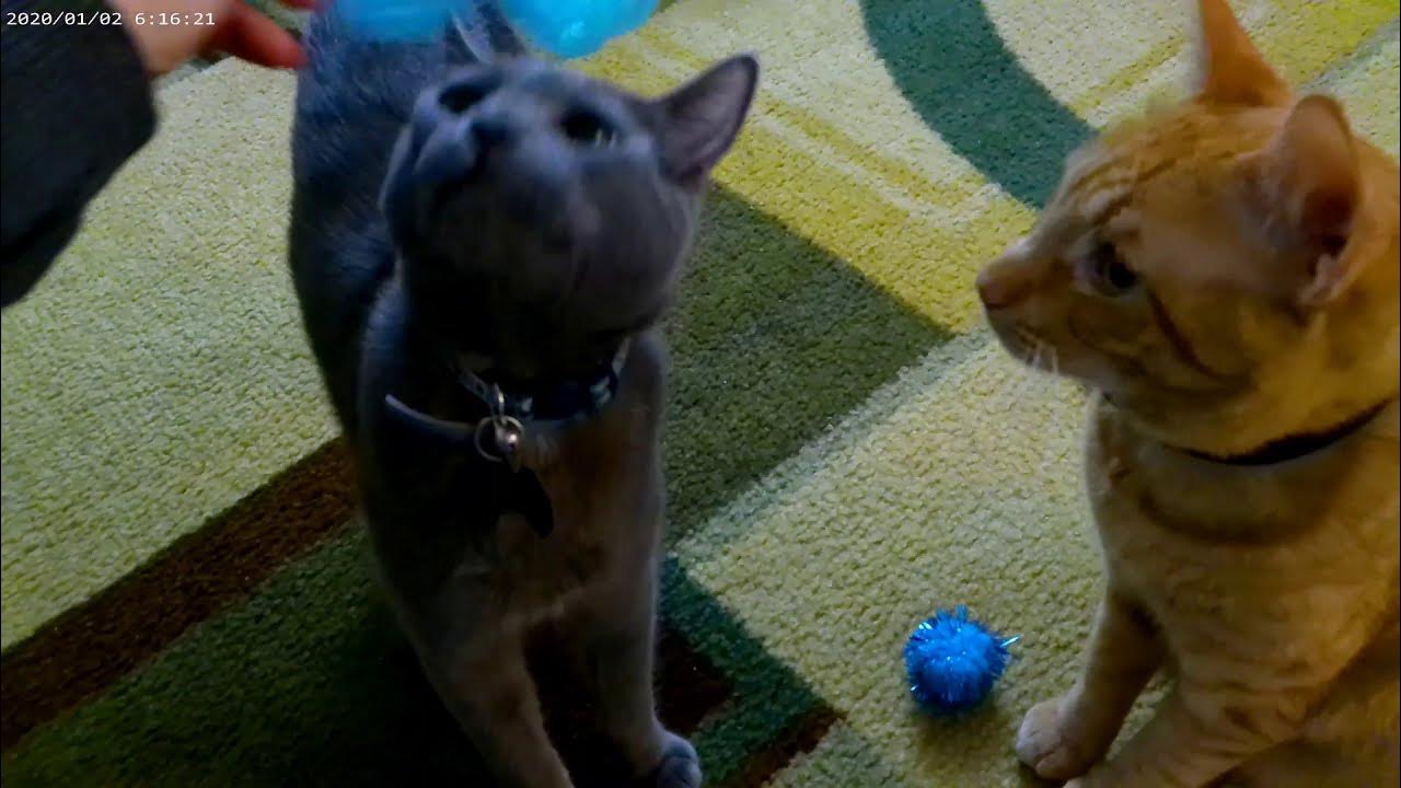 Papas and Patio Review Dollar Tree Cat Toys YouTube