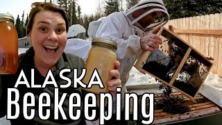 TRICKY Alaska Honey Bees | Starting Over!