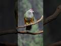 Mariana Fruit Dove at the Louisville Zoo