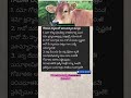 గోమాత ❤️ మంత్రం #shortsfeed #gomatha #cow #ytshorts