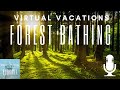 Virtual Vacations: A Peaceful Forest Bathing Session | SmarterTravel