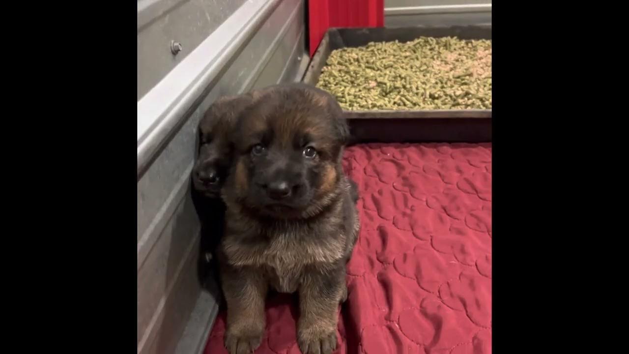 Puppy Culture Litter Box Training YouTube