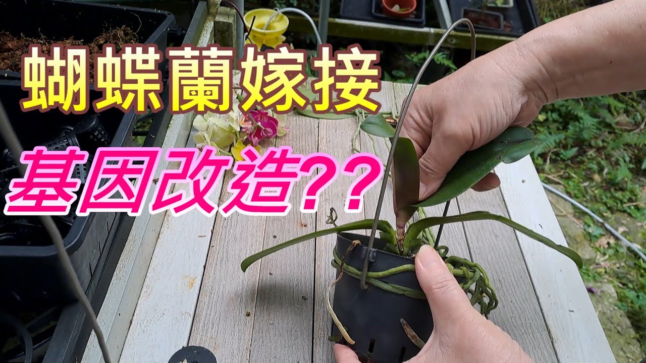 【犀利小農莊64】20250624蝴蝶蘭嫁接，基因DNA改造 Orchid grafting, genetic DNA modification 實驗是進步的基礎，總要踏出第一步