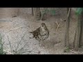 トラツグミ鳴き声20230207/The Call of the White's Thrush.