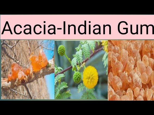 Arabicgum /Acacia Gum/Gum arabic/Indiangum/uses and benefits/how to in take  