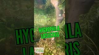 🚨 LIMITED SUPPLY 🚨 Hygrophila lacustris!!!