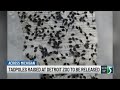 Thousands of tadpoles raised at Detroit Zoo to be released