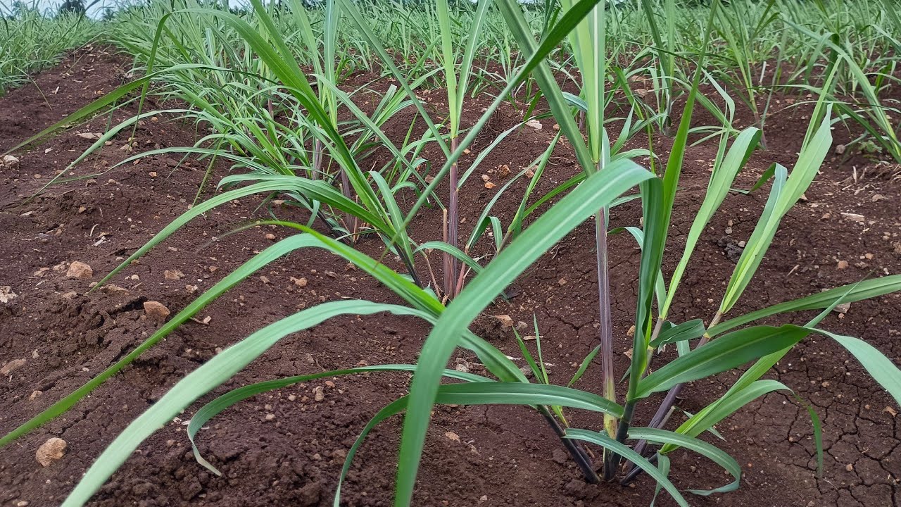 ಕಬ್ಬಿನ ಮರಿಗಳ ಸಂಖ್ಯೆ ಹೆಚ್ಚು ಮಾಡಲು ಈ Spray ಮಾಡಿ. 100 tonnes/acre Sugarcane Yield. Sugarcane tillers.