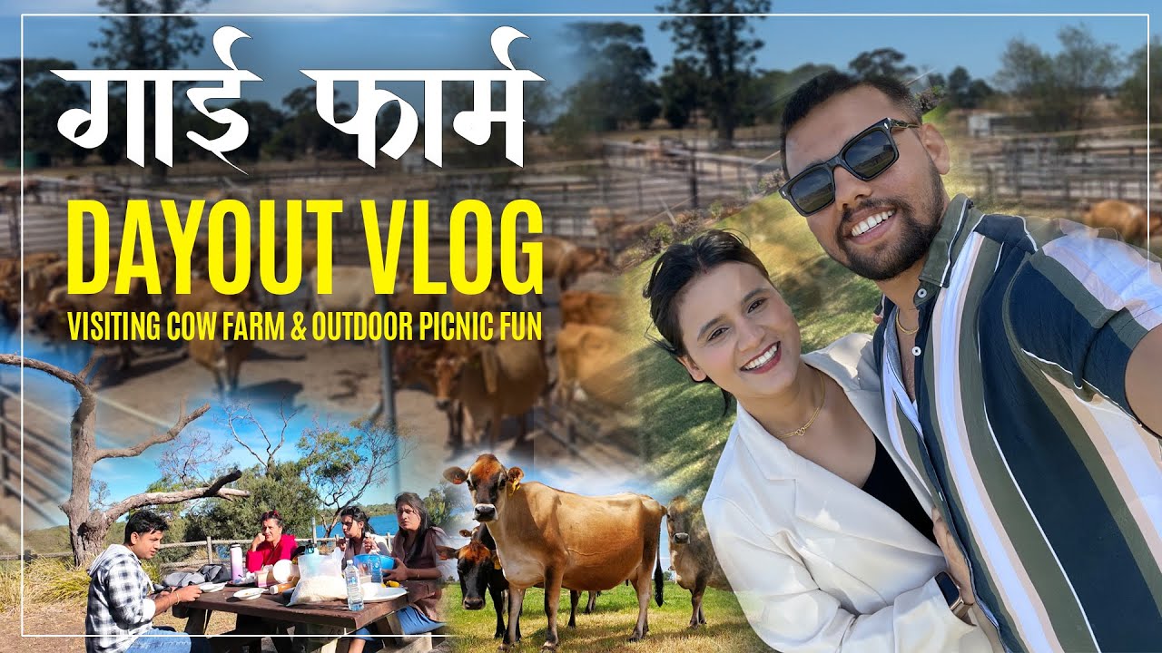 Australian Cow Farm Visit And Relaxing Dry Picnic Nepali Vlog In australian-cow-farm-visit-and-relaxing-dry-picnic-nepali-vlog-in
