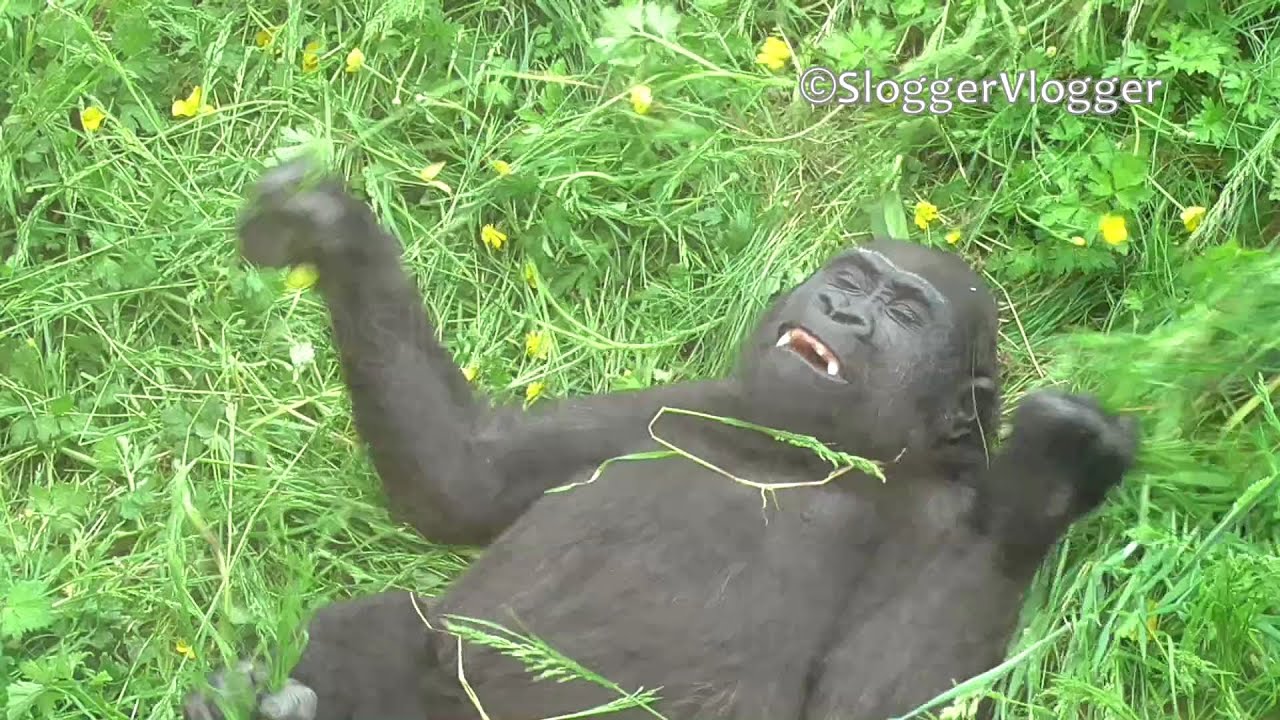 Chest Pounding Baby Gorilla YouTube