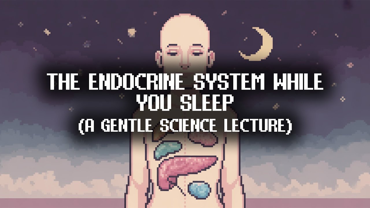The Endocrine System Explained Softly | Sleep Science