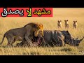 الأسد يهاجم وحيد القرن أقوى مشهد افتراس في البرية الأسد يهاجم وحيد القرن أقوى مشهد افتراس في البرية